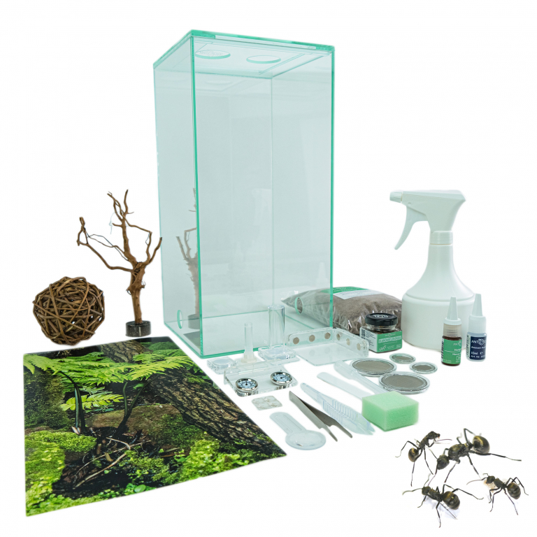 Bundle Offer - Polyrhachis dives